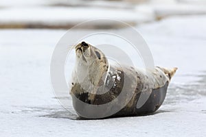 Harp seal