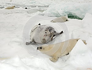 Harp seal cow and newborn pup on ice