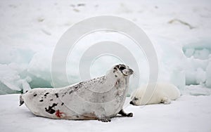 Harp seal cow and newborn pup on ice