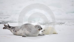 Harp seal cow and newborn pup on ice