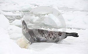 Harp seal cow and newborn pup on ice