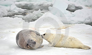 Harp seal cow and newborn pup on ice