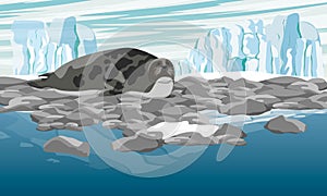 Harp seal on an ocean pebble shore with a glacier in the background. Realistic vector landscape