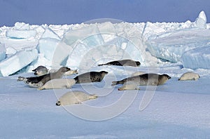 HARP SEAL pagophilus groenlandicus, MOTHER AND PUP ON ICE FIELD, MAGDALENA ISLAND IN CANADA