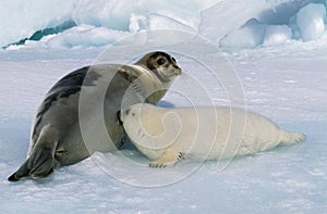 Harp Seal, pagophilus groenlandicus, Mother with Pup suckling, Magdalena Island in Canada