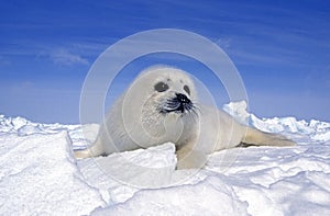 Harp Seal, pagophilus groenlandicus, Pup standng on Icefield, Magdalena Islands in Canada