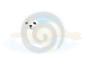 Harp seal pup