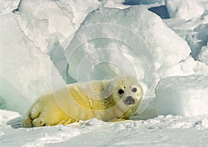 Harp Seal Pup