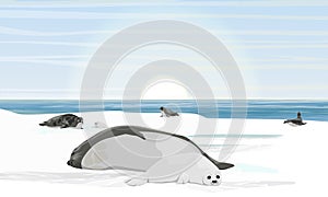 A harp seal with puppy lies on the shores of the Arctic Ocean. A flock of harp seals in the rookery. Northern landscape with ocean