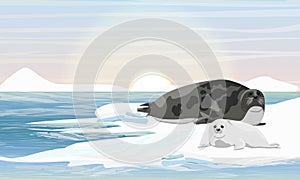 A harp seal with puppy lies on the shores of the Arctic Ocean. Northern landscape with ocean, ice and snow. Mammals animals of the