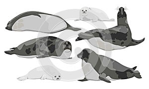 Harp Seal, saddleback seal or Greenland Seal. Males, females and pups of Pagophilus groenlandicus. Animals mammals of the Arctic