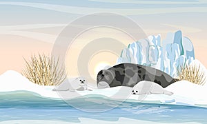 A harp seal with two puppies lies on the shores of the Arctic Ocean. Large glacier, dry winter grass and dawn. Mammals animals of