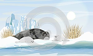 A harp seal with two puppies lies on the shores of the Arctic Ocean. Northern landscape with dry grass and glacier. Mammals animal