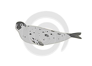 Harp Seal vector isolated on white background. Arctic mammal Saddleback seal or Greenland seal illustration