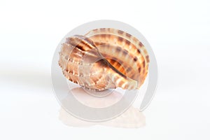 Harpa major shell on a light background