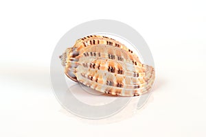 Harpa major shell on a light background