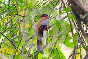 Harpactes erythrocephalus bird on the tree at the forest at Latpanchar village photo