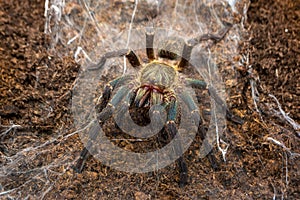 Harpactira marksi female tarantula photo