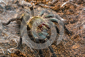 Harpactira marksi female tarantula photo