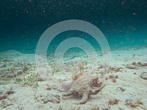 Harpago chiragra or Chiragra spider conch or sea snail found near Kasari Fishing Port at Amam