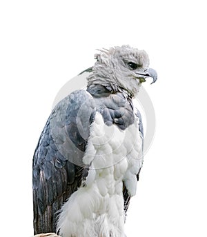 Harpia harpyja. Isolated