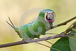 Harpy caterpillar