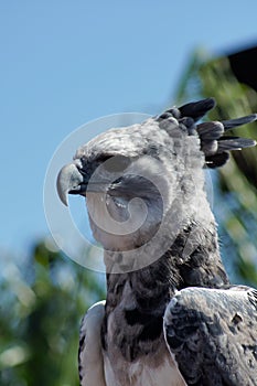 Harpy Eagle