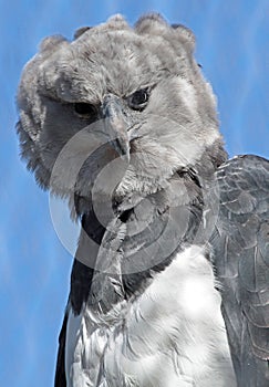 Harpy Eagle