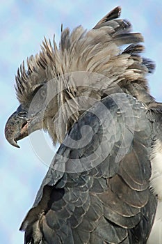 Harpy Eagle