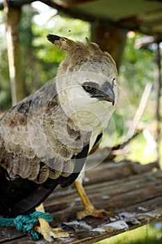 Harpy Eagle