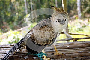 Harpy Eagle