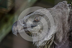 The harpy eagle American harpy eagle, Harpia harpyja is a neotropical species of eagle. In Brazil, the harpy eagle is also known photo