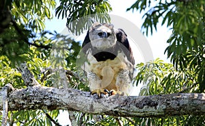 Harpy Eagle in Ecuador, south America