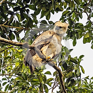 Harpy Eagle juvenile