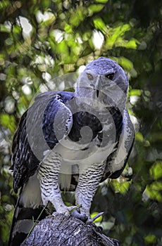 Harpy Eagle Raptor