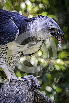 Harpy Eagle Raptor Feeding
