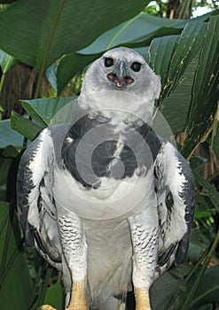 A Harpy Eagle posing for the camera