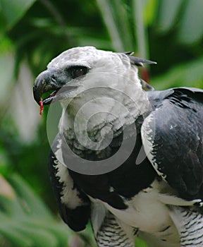 Harpya harpyja (Harpy Eagle)