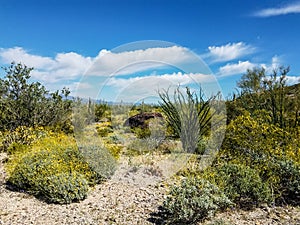 Harquahala Trail Arizona