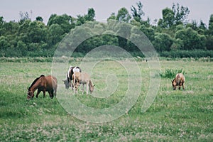Harras of horses grazing in a field surrounded by thick, green trees