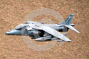 Harrier