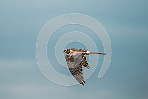 Harrier Or Circus Cyaneus Wild Bird Flies In Blue Sky. Adult Male Is Sometimes Nicknamed Grey Ghost. Natural Sky