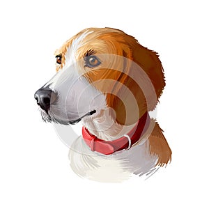 Harrier dog digital art illustration isolated on white background. Uniteed Kingdom origin scenthound, foxhound tricolor medium-