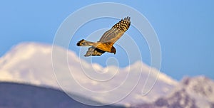 Harrier Hawk in Flight Over the Skagit Valley in Washington State