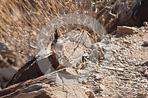 Harris' Antelope Ground Squirrel (Ammospermophilus harrisii), Arizona