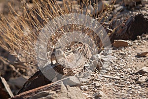 Harris' Antelope Ground Squirrel (Ammospermophilus harrisii), Arizona