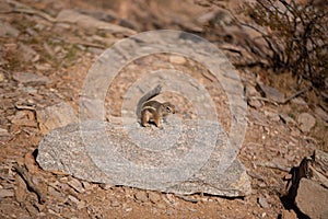 Harris\' Antelope Ground Squirrel (Ammospermophilus harrisii), Arizona