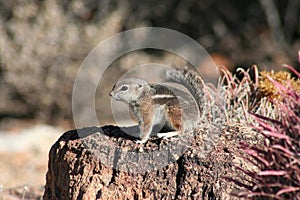 Harris' antelope squirrel (Ammospermophilus harri