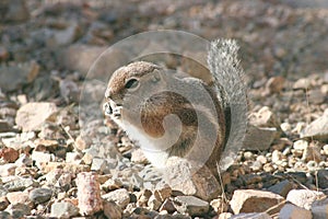 Harris' antelope squirrel (Ammospermophilus harri