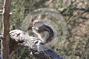 Harris` antelope squirrel Ammospermophilus harrisii
